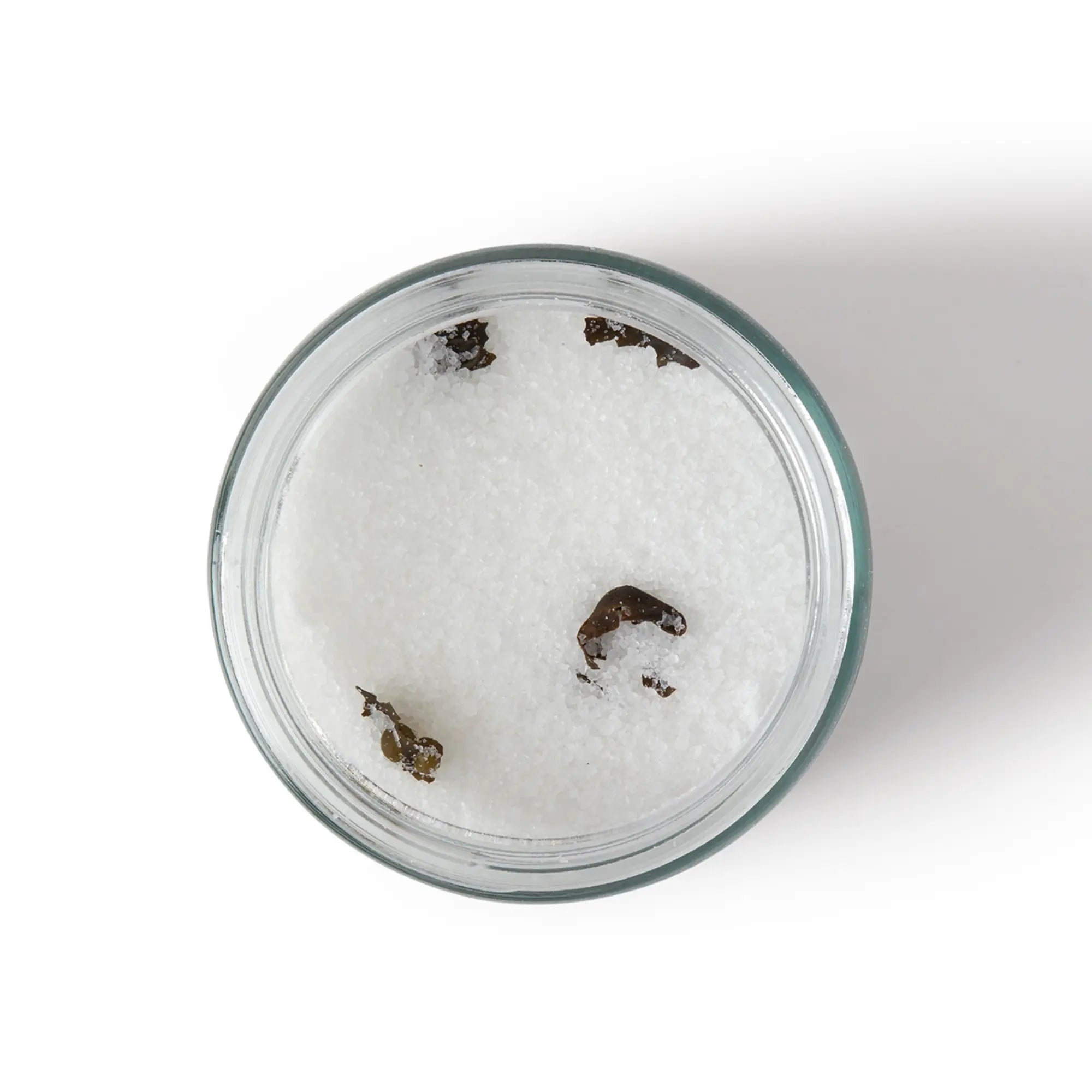 Top View of Homework Bath Salts - Water Variant - For Muscle Relaxation - Wilding & Wonder