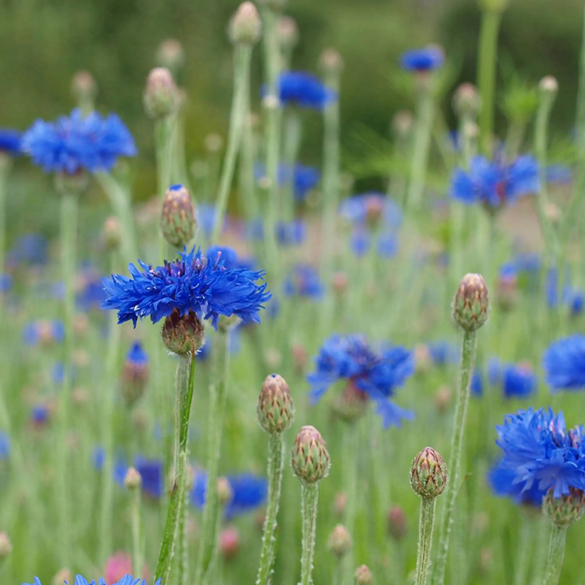 Cornflower Seeds Herboo