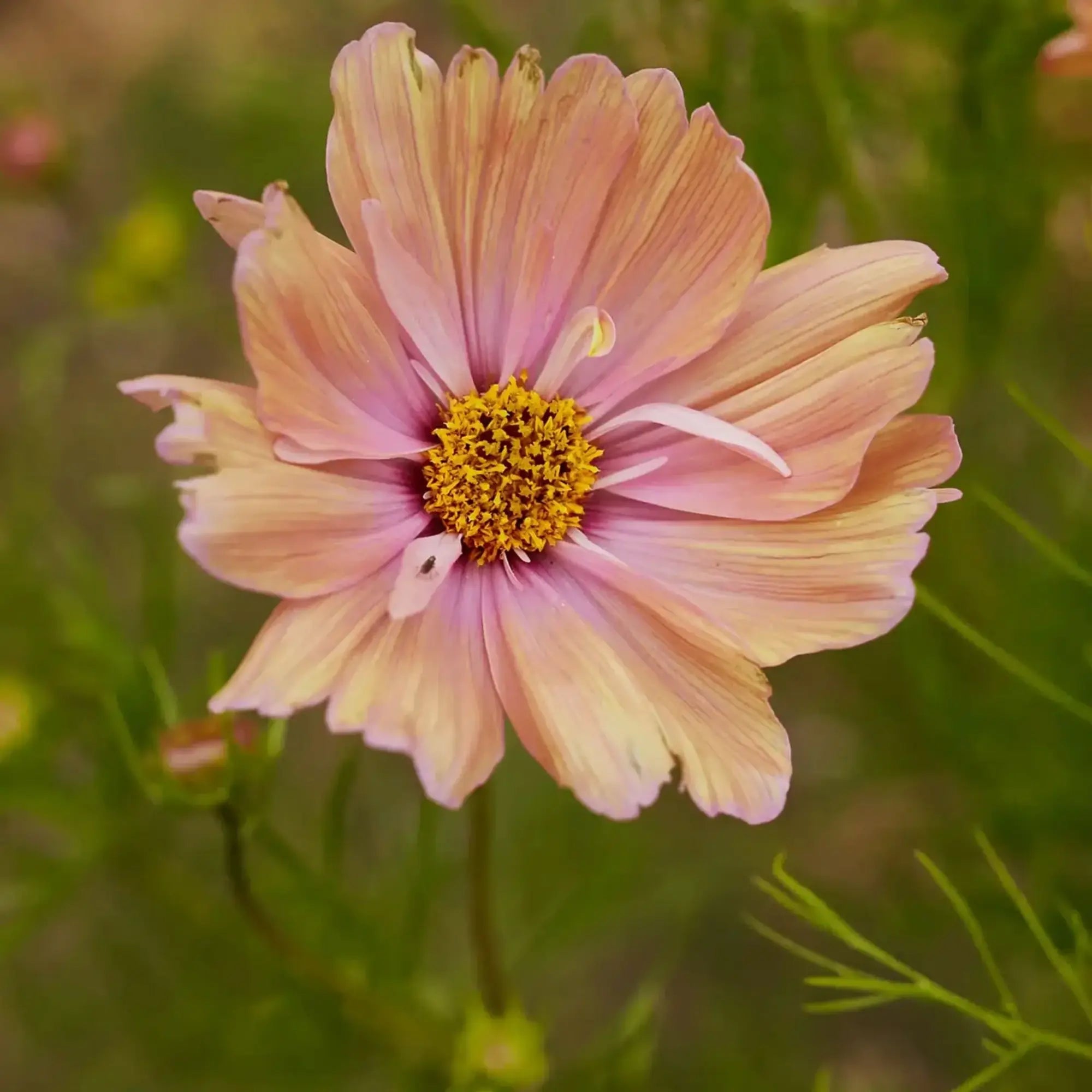 Cosmos &
