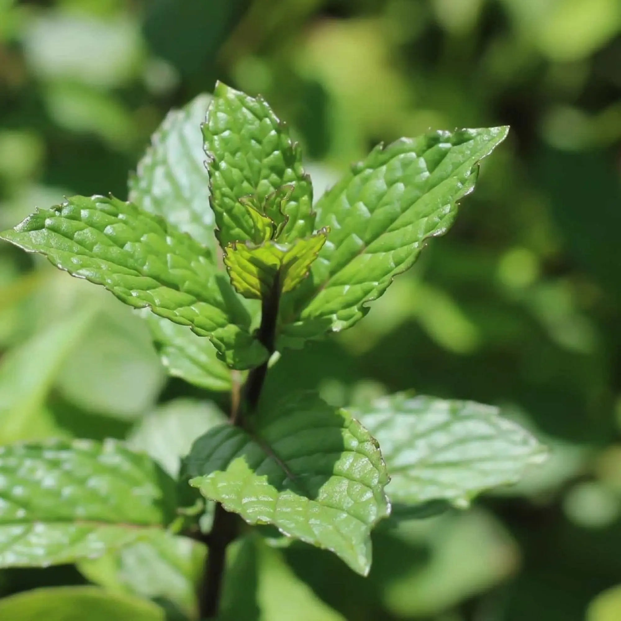 Peppermint Seeds Herboo