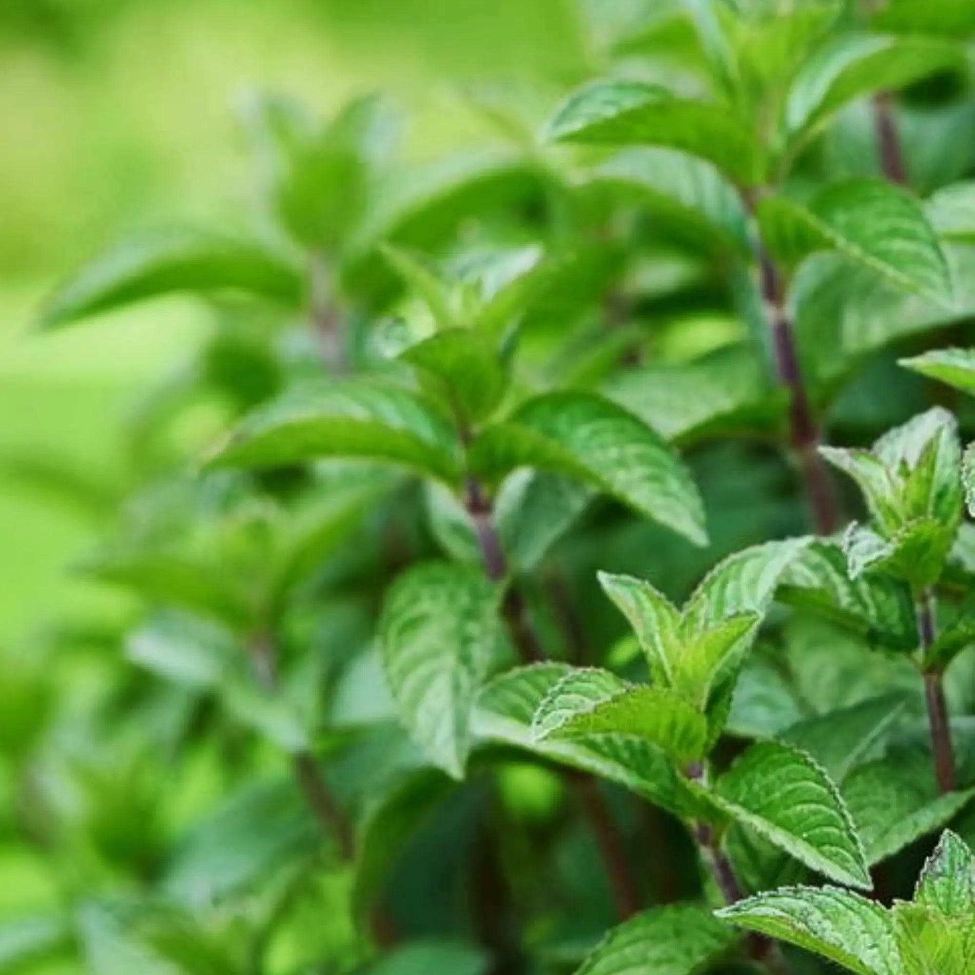 Peppermint Seeds Herboo