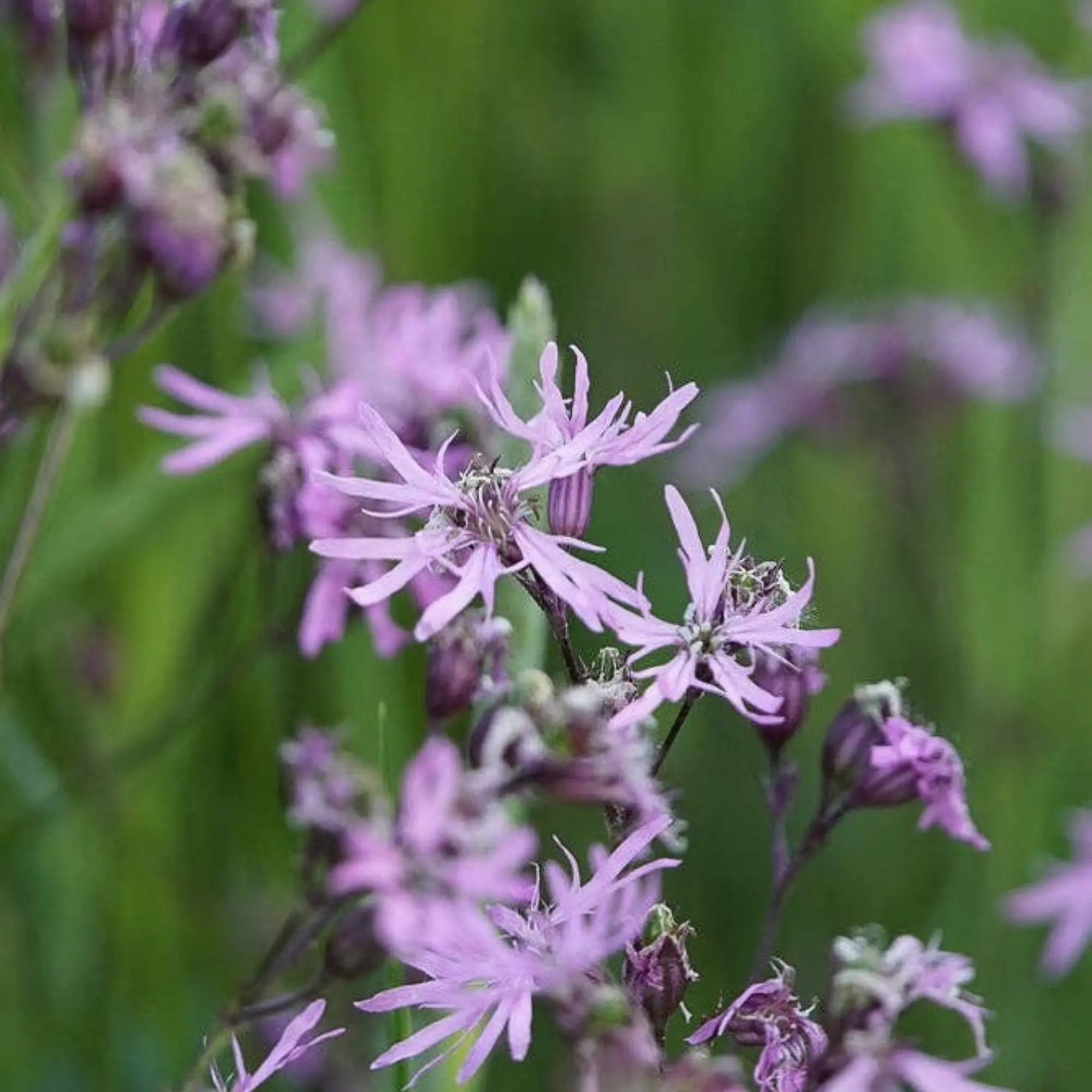 Ragged Robin Seeds Herboo
