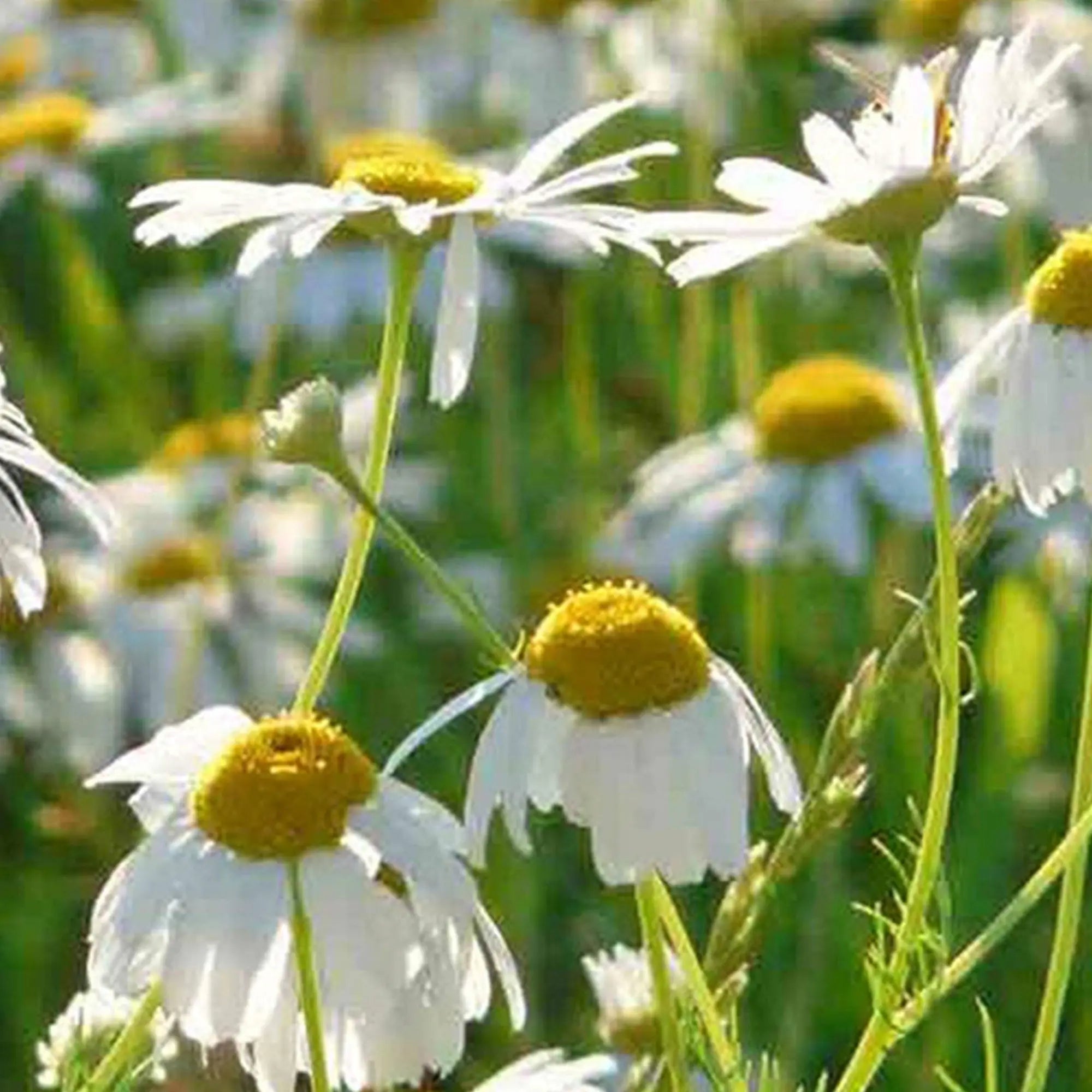 Roman Chamomile Seeds Herboo