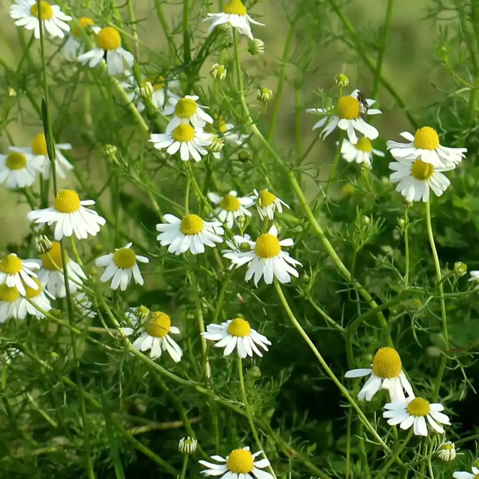 Roman Chamomile Seeds Herboo