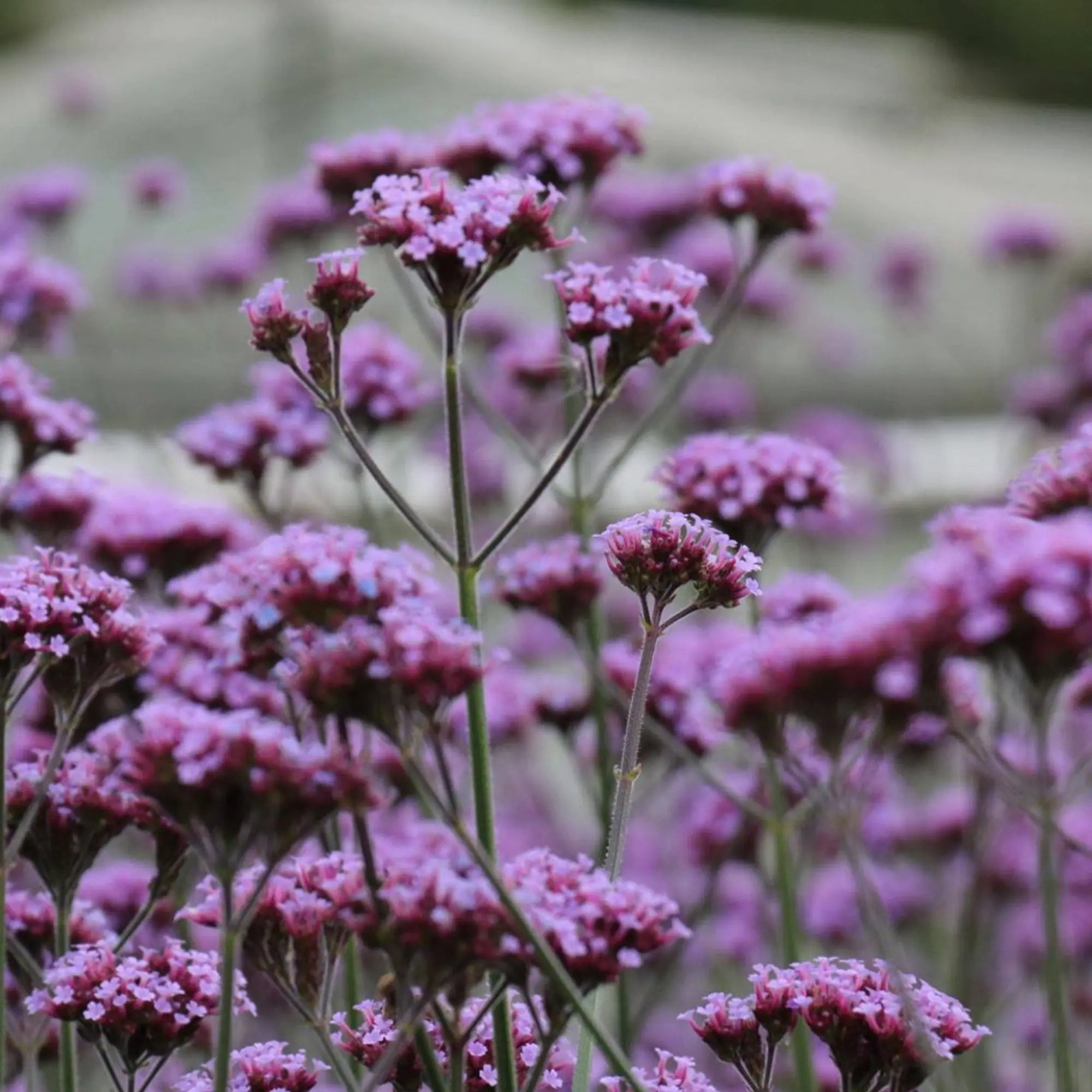 Verbena Bonariensis Seeds Herboo