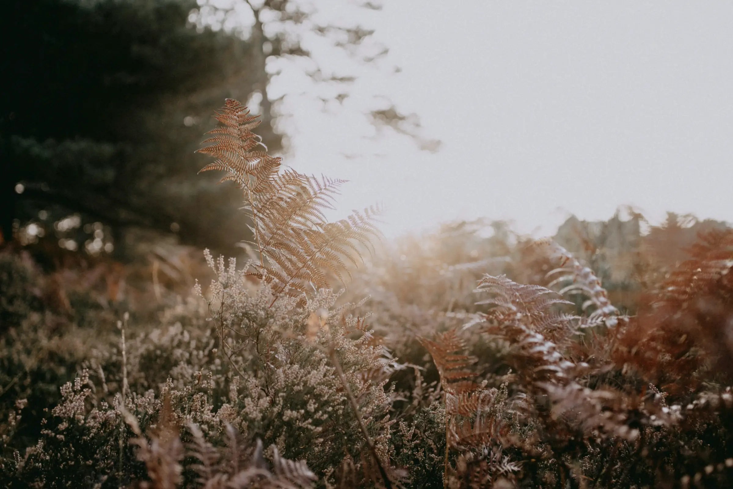 Wonder in Nature