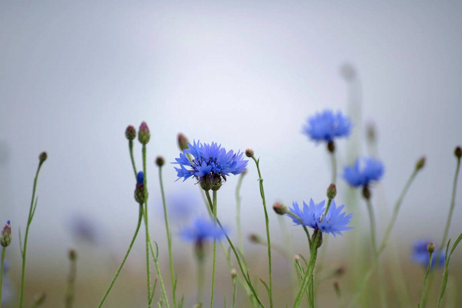Cornflowers growing in a wild garden