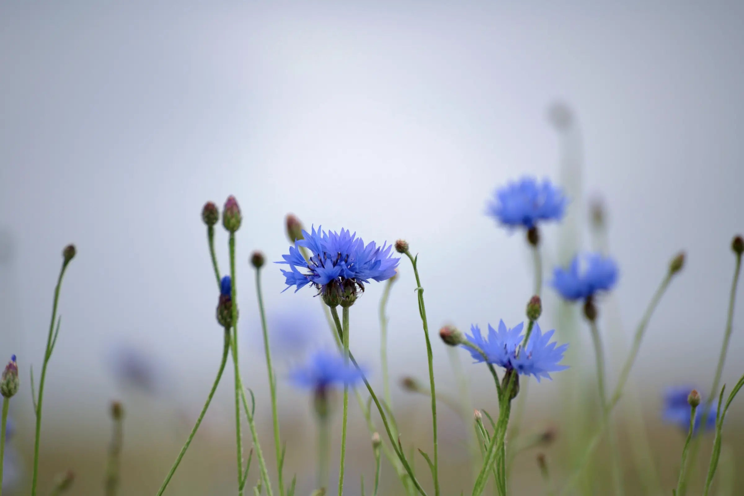 Cornflowers growing in a wild garden