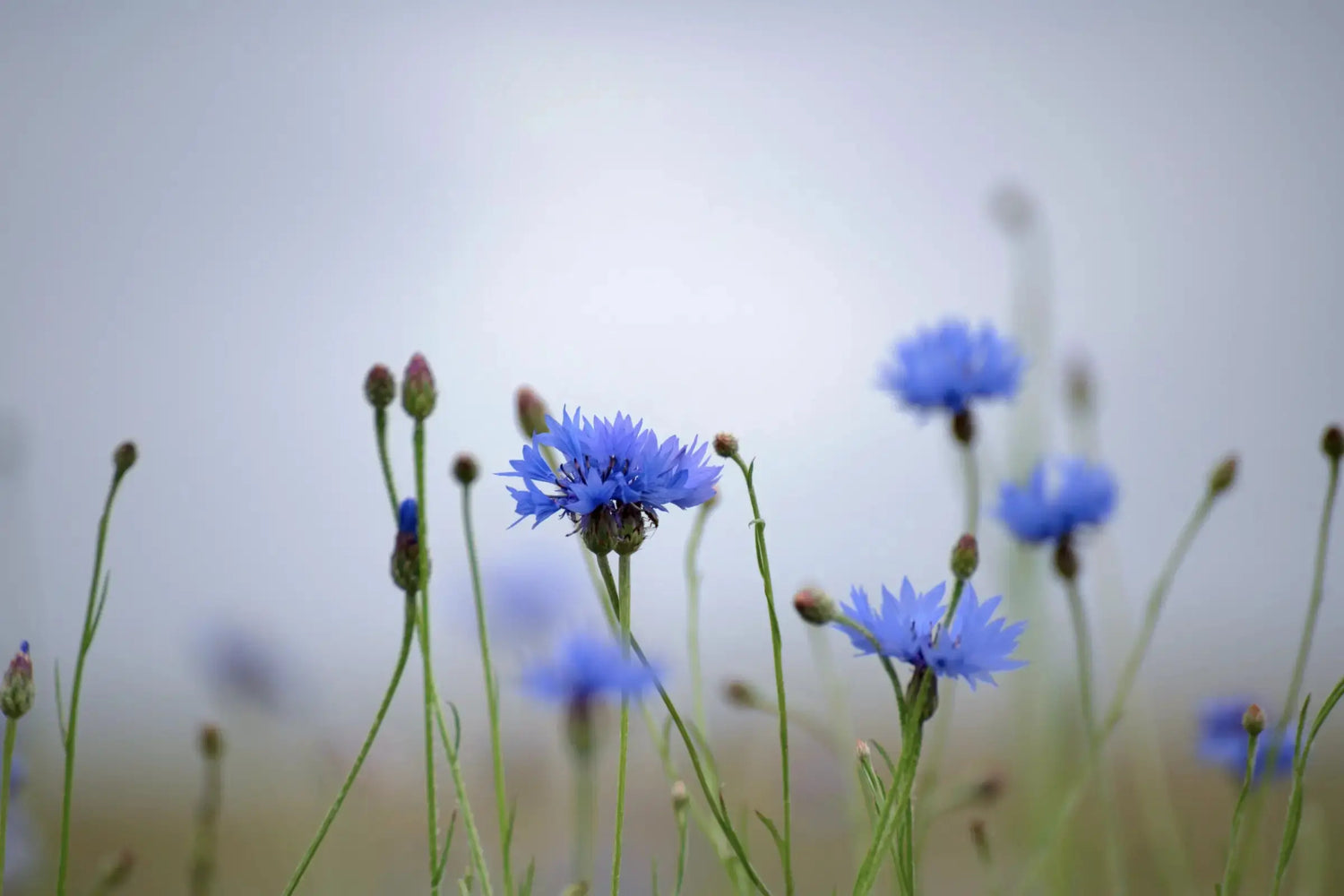 Cornflowers growing in a wild garden
