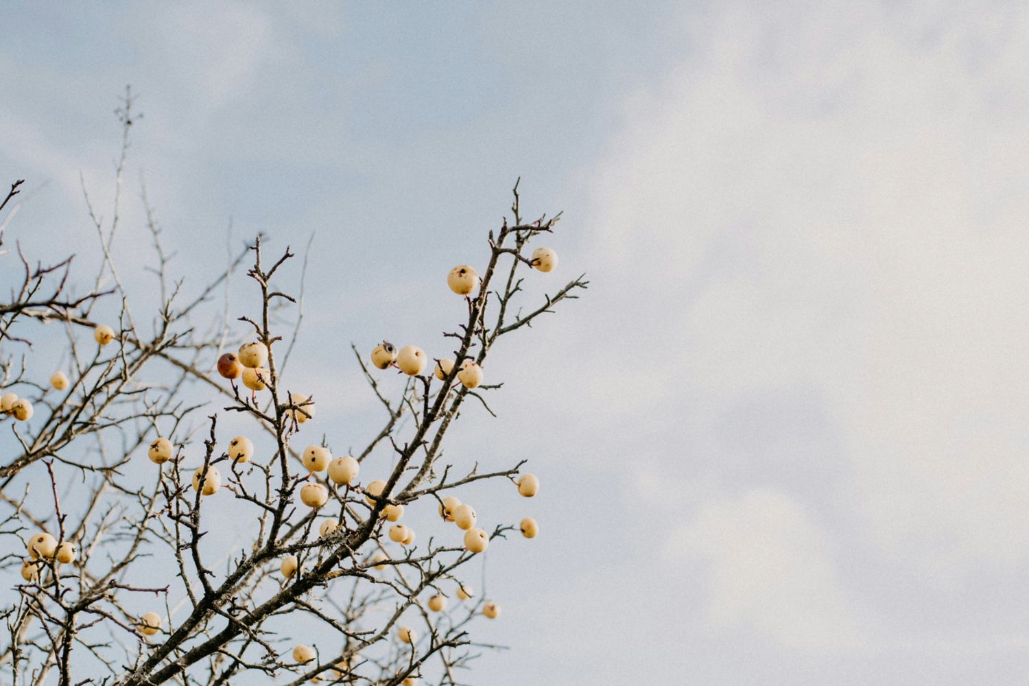 Winter Pruning: What to do, When + How