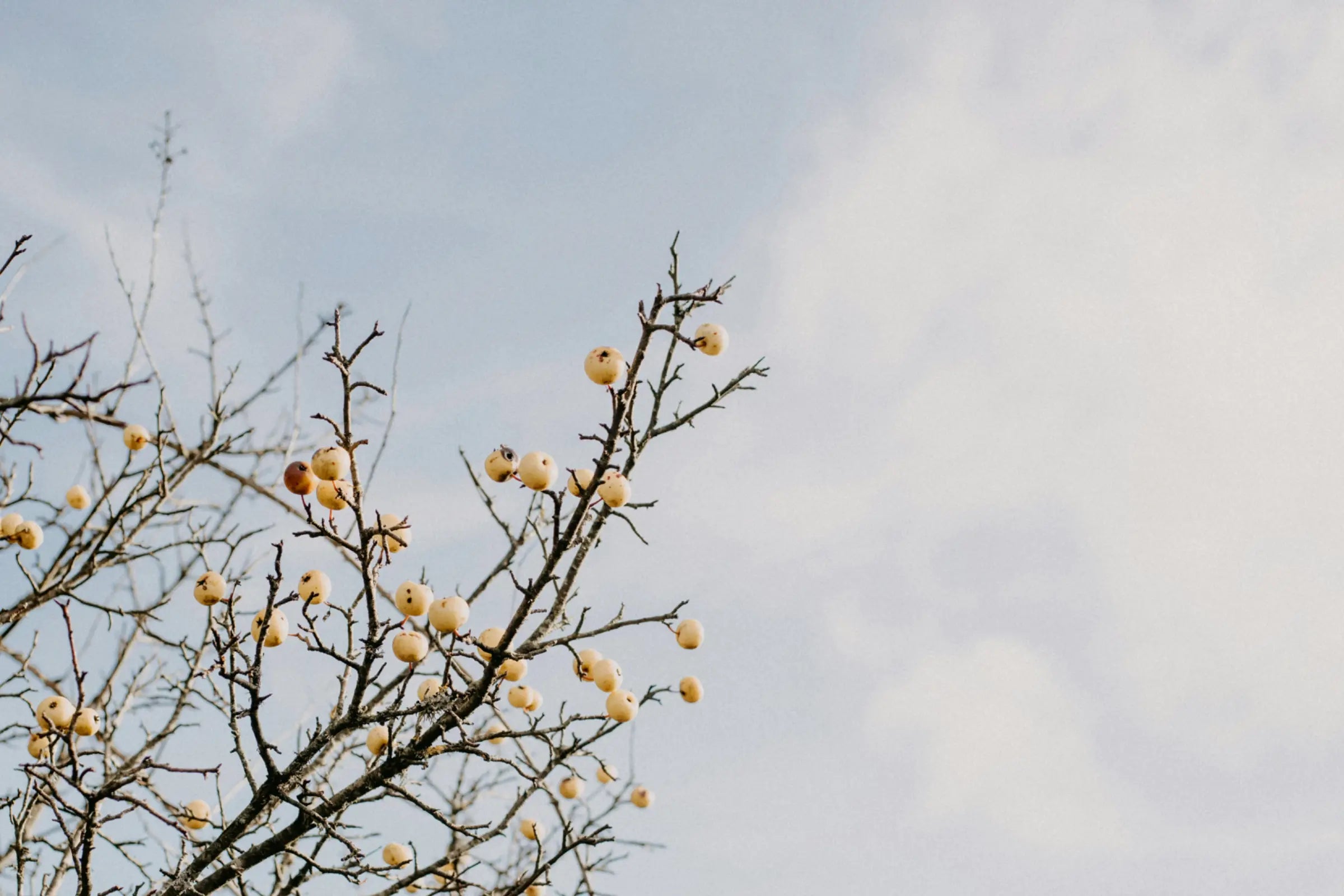 Winter Pruning: What to do, When + How