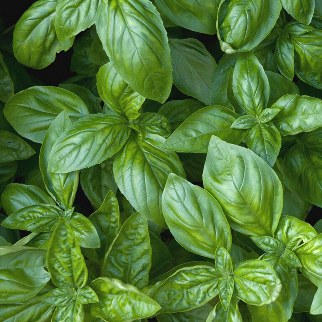 Basil &