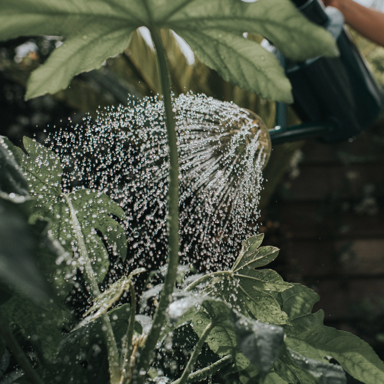 Haws Bearwood Brook Watering Can - 1 Gallon