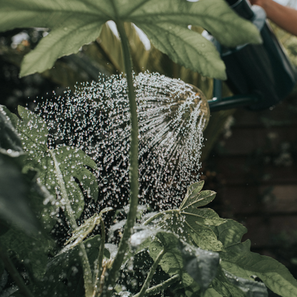 Haws Bearwood Brook Watering Can - 1 Gallon