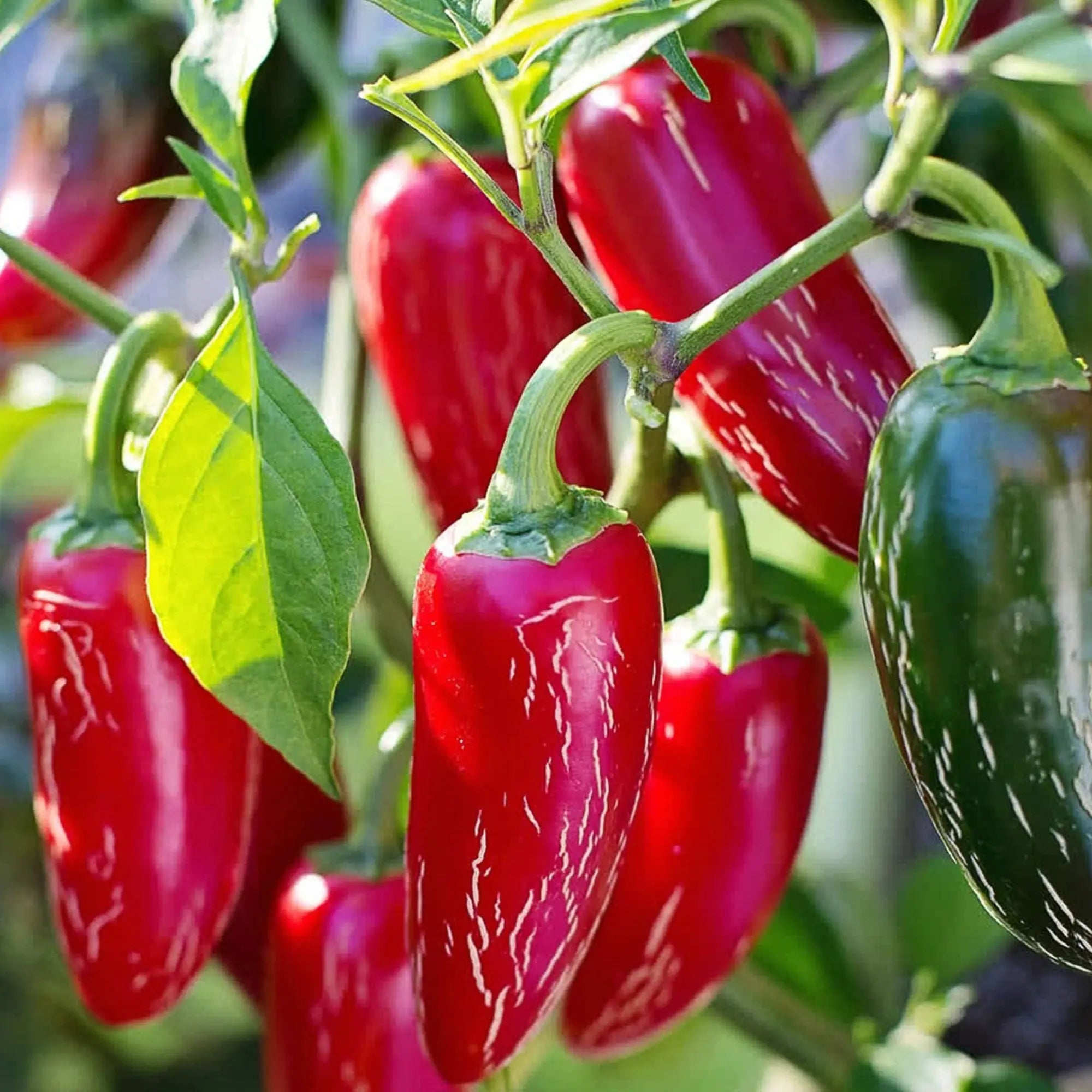 Chilli &
