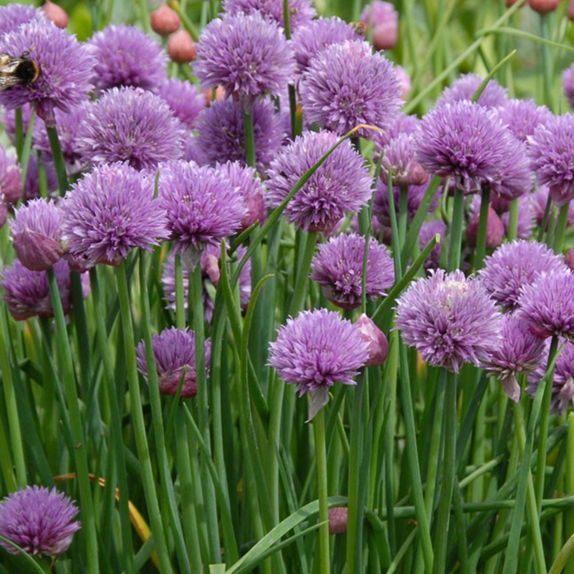 Chives Seeds