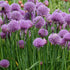 Chives Seeds Herboo