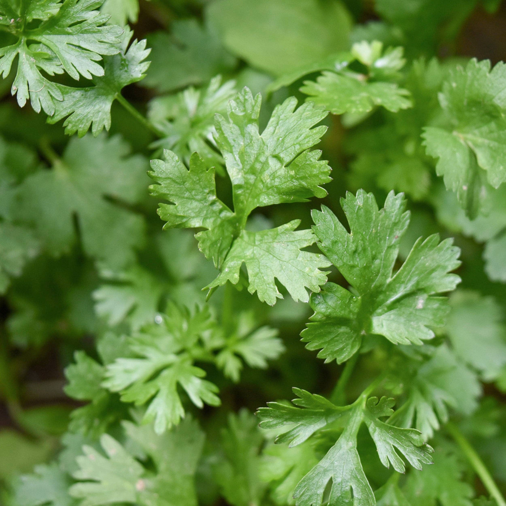 Coriander Seeds
