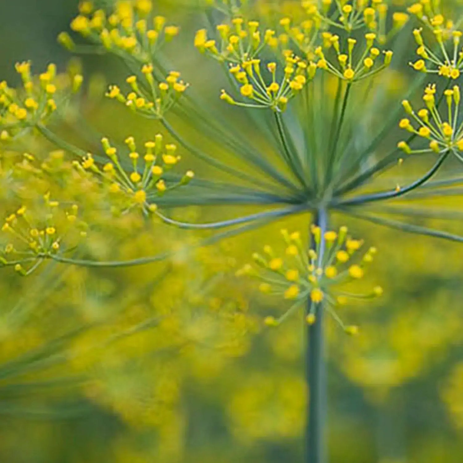 Dill &