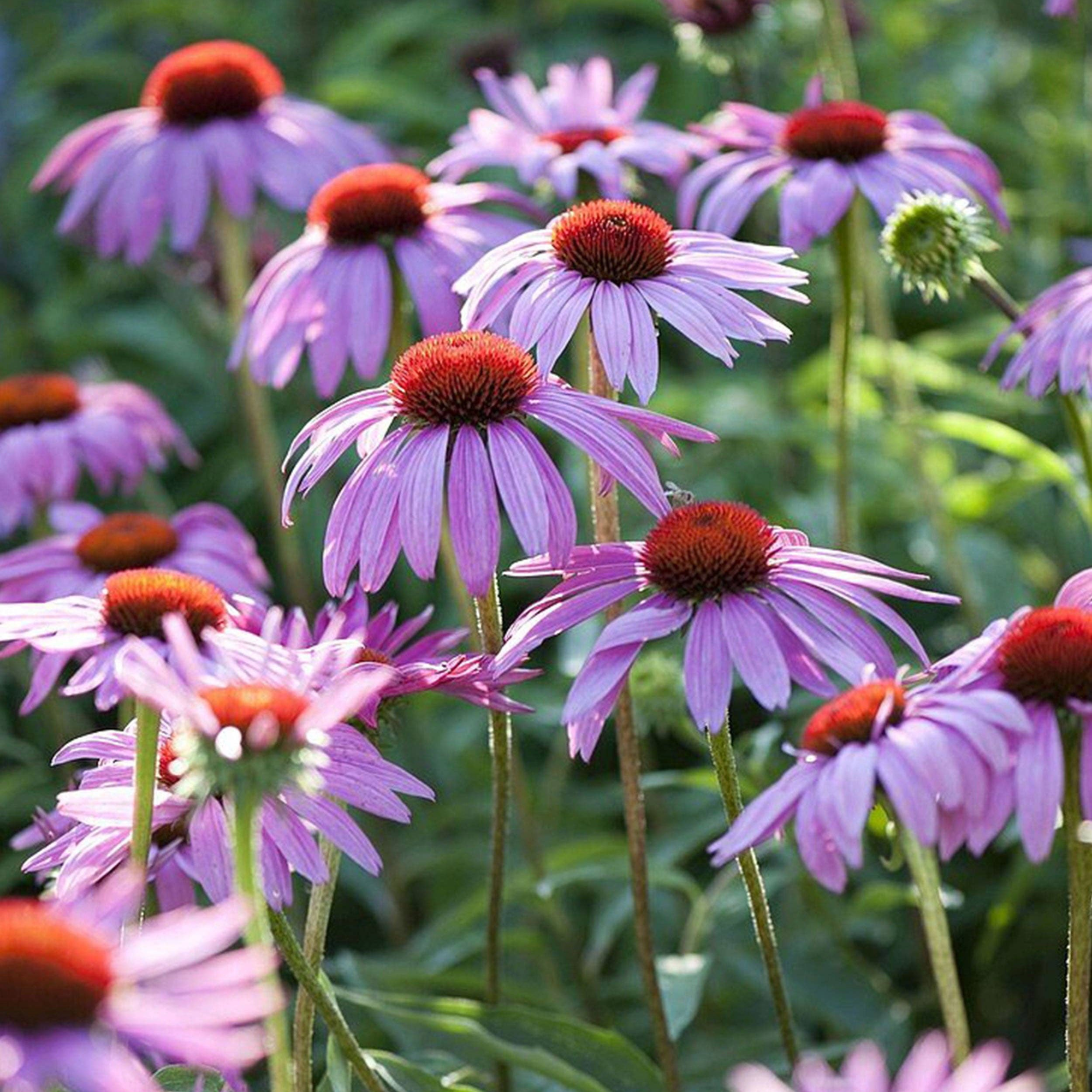 Echinacea &
