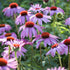 Echinacea &