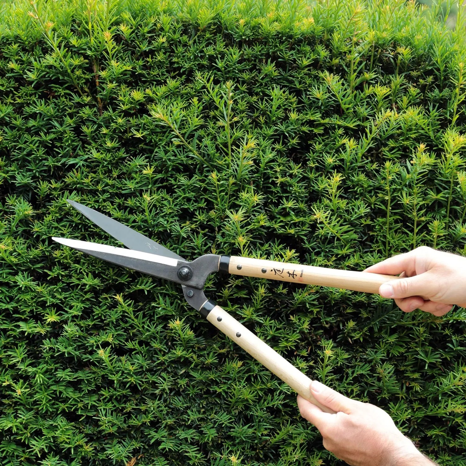 A pair of hands using Niwaki Garden Shears for pruning a hedge