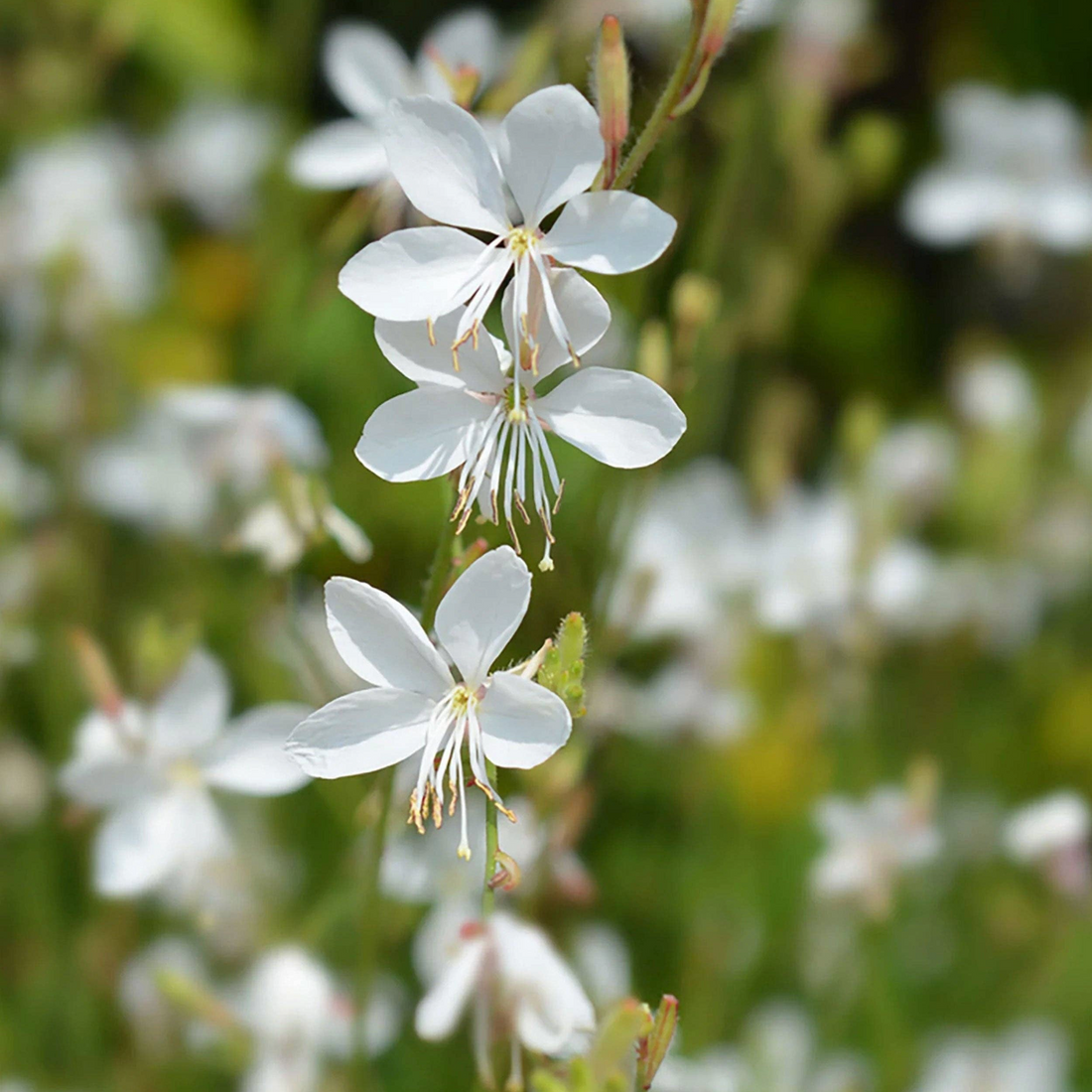 Gaura Seeds