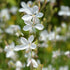 Gaura Seeds Herboo