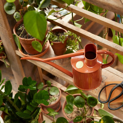 A terracotta-coloured Haws Fazeley Flow metal watering can on a wooden shelf, surrounded by houseplants.