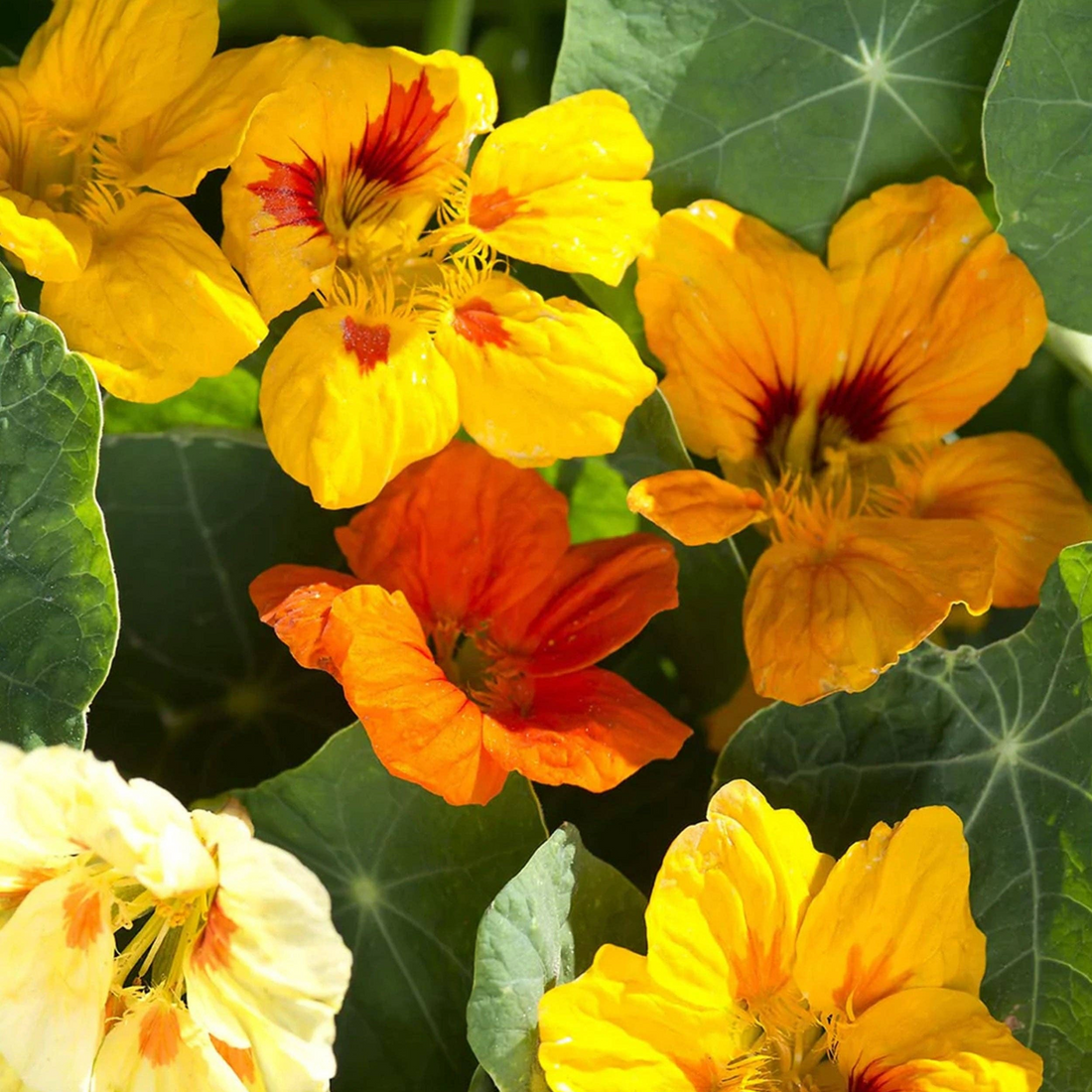 Nasturtium &
