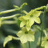 Nicotiana &