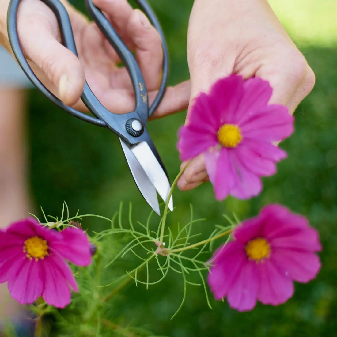 A pair of hands using the Niwaki Sentei Garden Scissors outdoors with flowers.