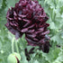 Poppy &