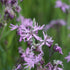 Ragged Robin Seeds Herboo