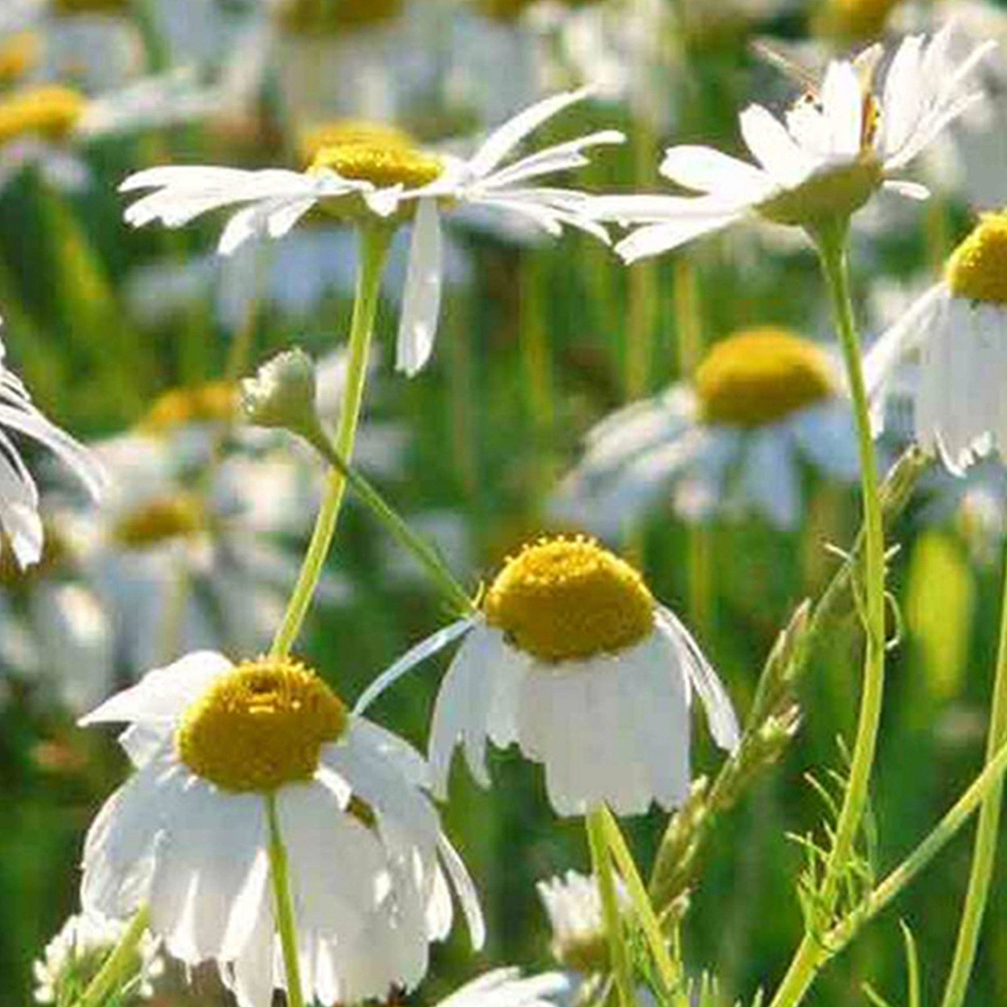 Roman Chamomile Seeds