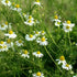 Roman Chamomile Seeds Herboo