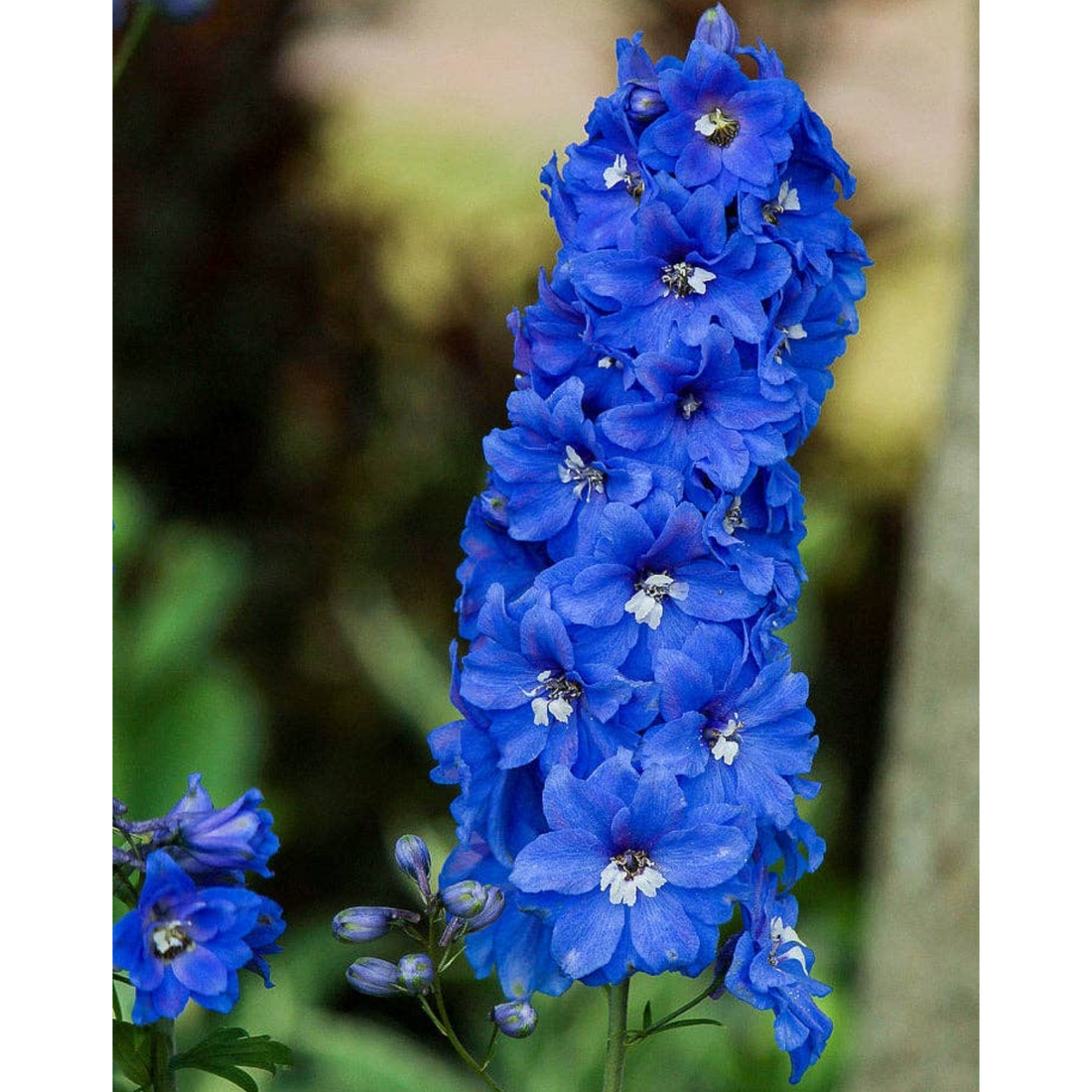 Delphinium &
