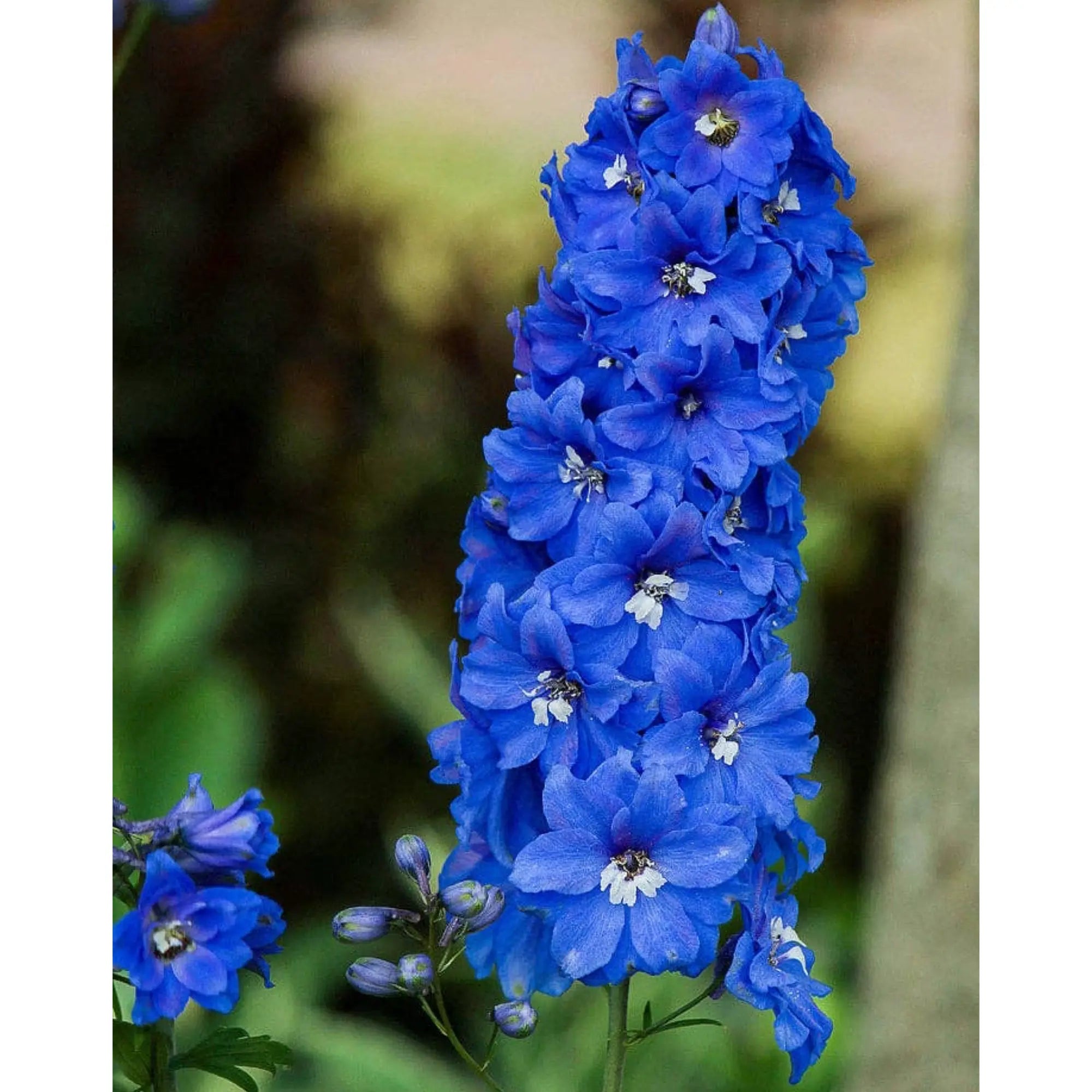 Delphinium &