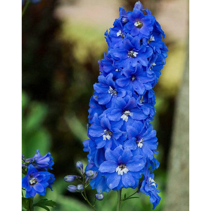Delphinium &