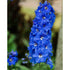 Delphinium &