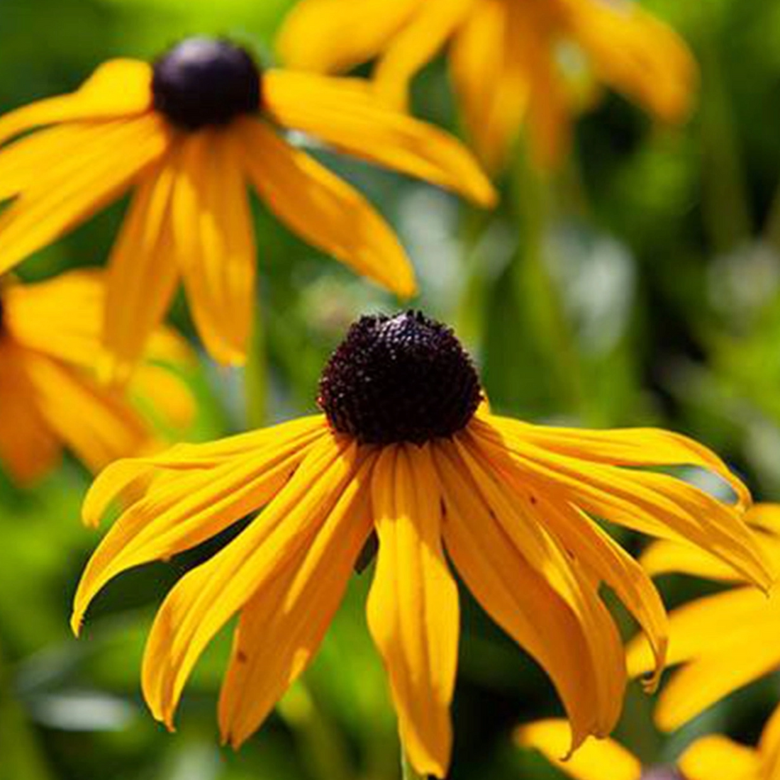 Rudbeckia &
