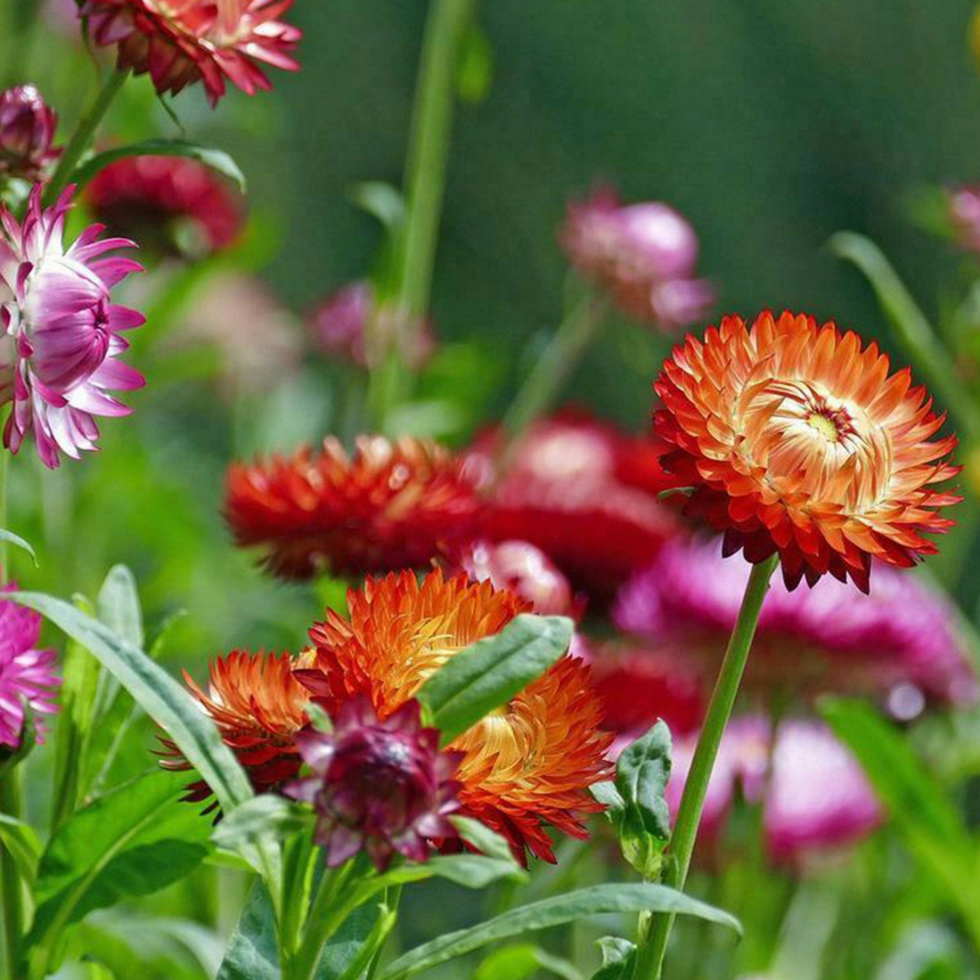 Strawflower &