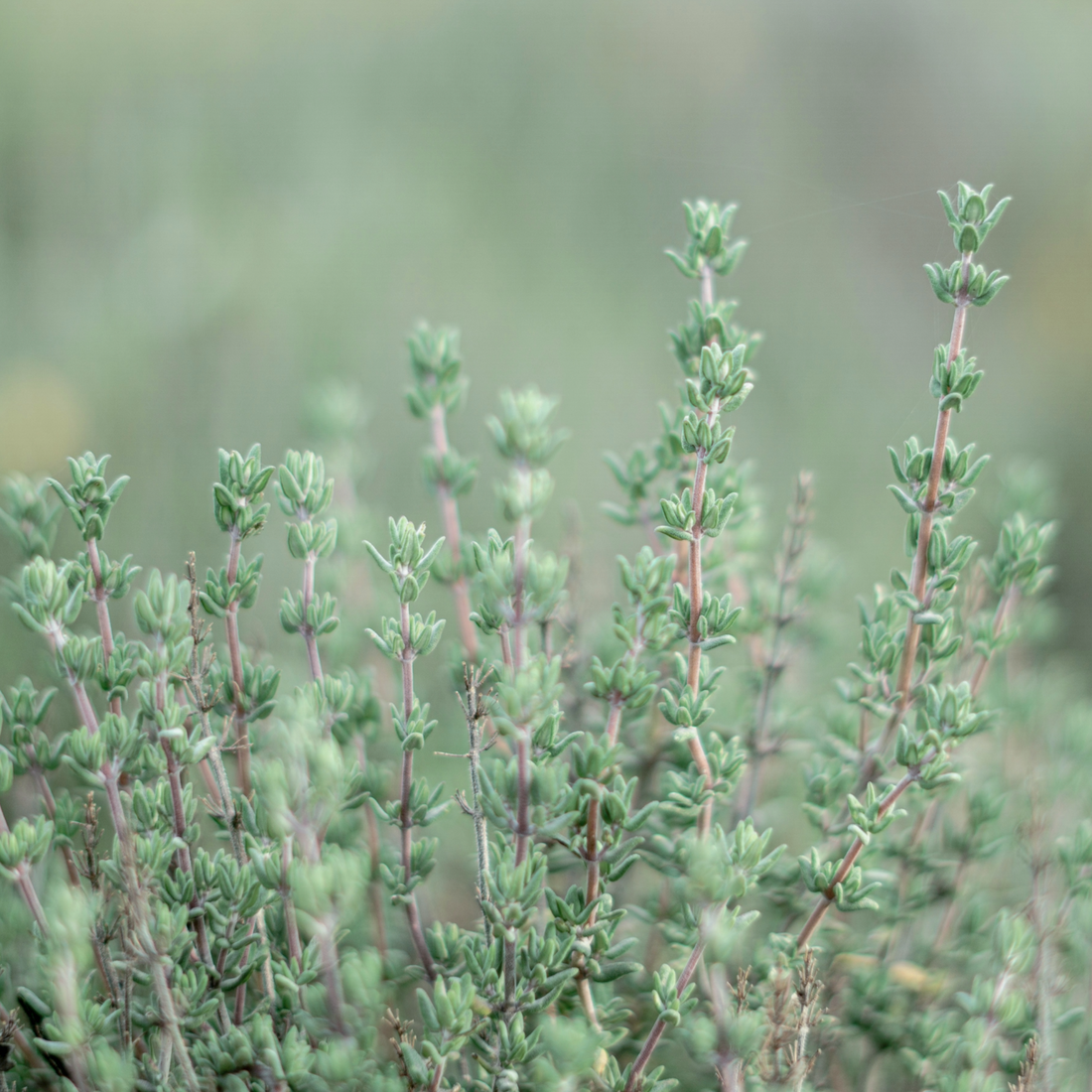 Thyme Seeds - "Old English"