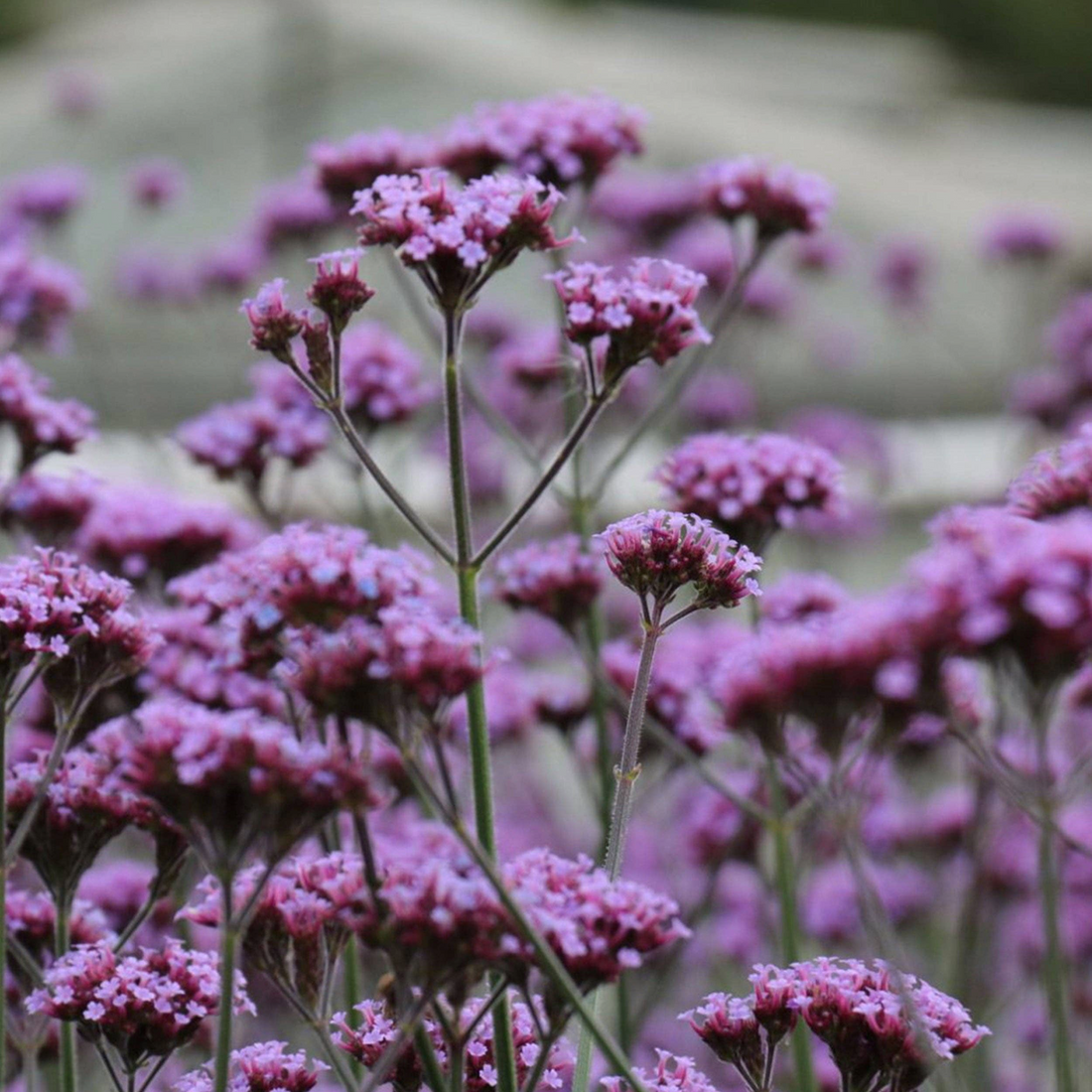 Verbena Bonariensis Seeds