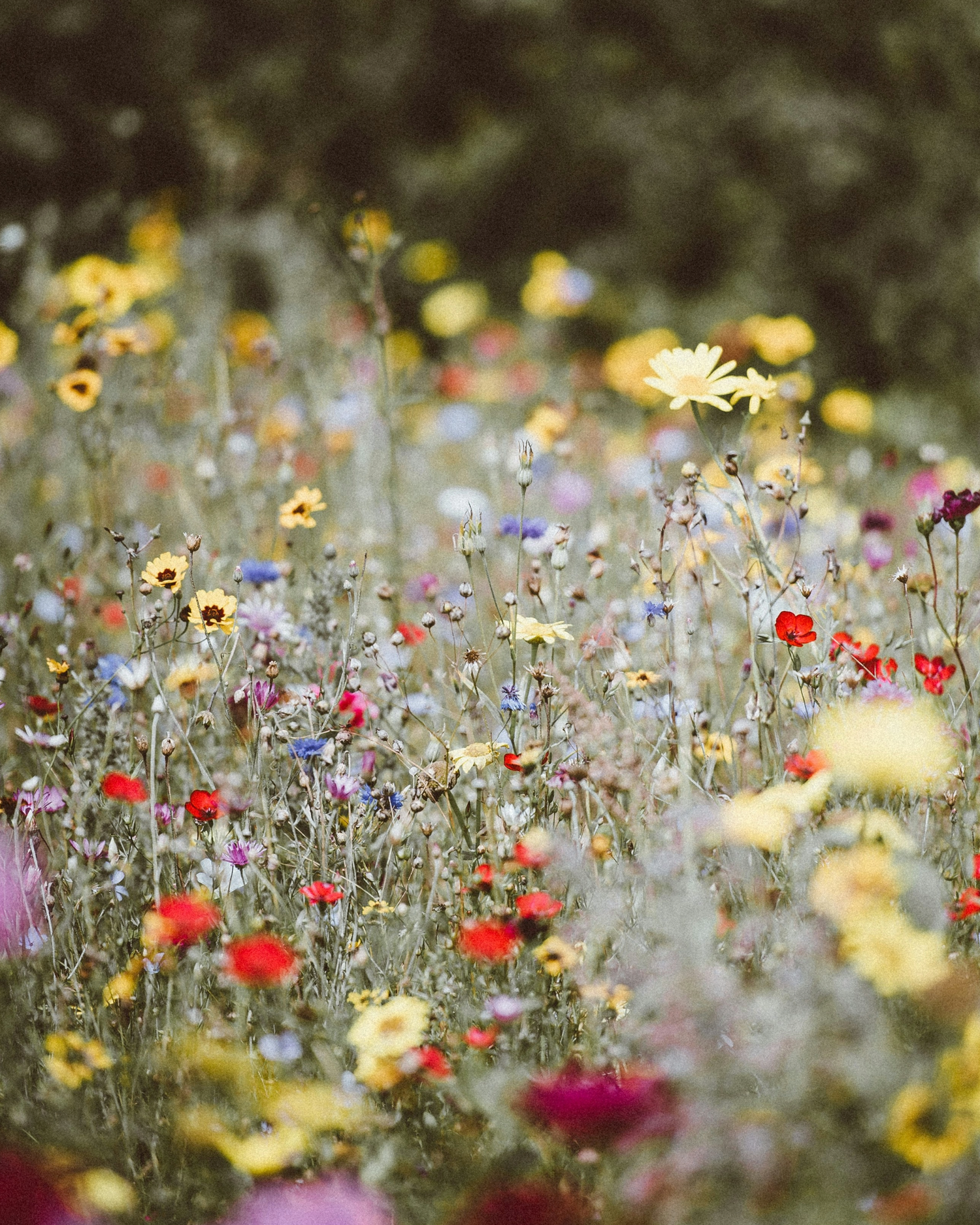 Field of colorful wildflowers with a blurred green background